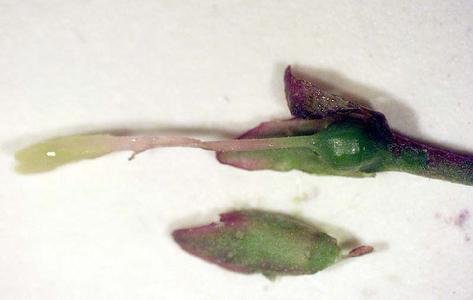 Pistil of Syringa vulgaris