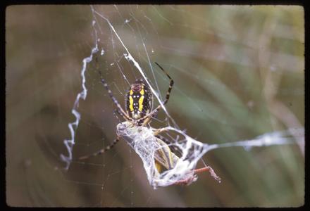 Garden spider with grasshopper, Chiwaukee Prairie, State Natural Area