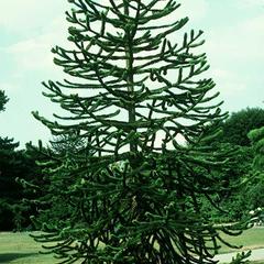 Araucaria araucana tree