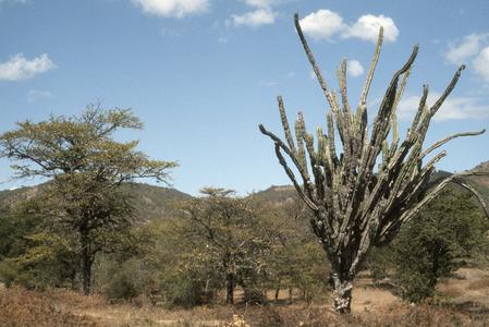 Cereus and Pereskia cacti in thorn forest
