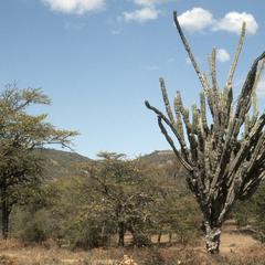 Cereus and Pereskia cacti in thorn forest