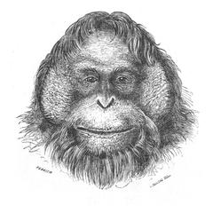 Adult Female Gorilla Head Print