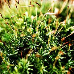 Atrichum moss
