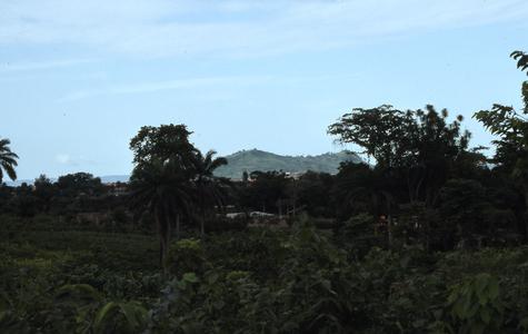 ORA palm trees and vegetation