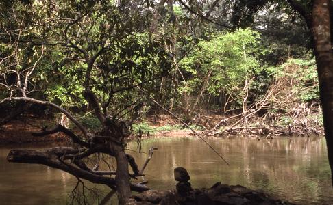 Trees in Osun River