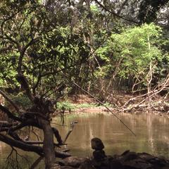 Trees in Osun River