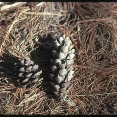 Cones of red and white pines