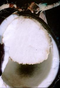 Dissected germinating coconut