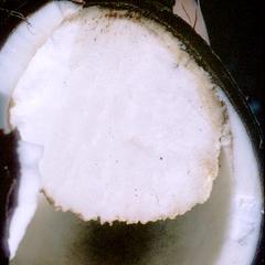 Dissected germinating coconut
