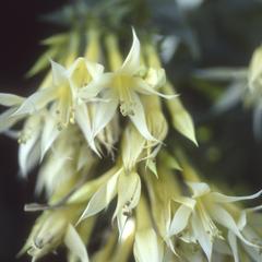 Close-up of flowers of Lisianthus seemanii below Monteverde