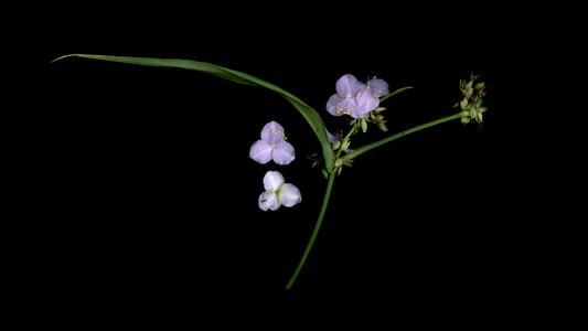 Scanned shoot of Tradescantia with flowers