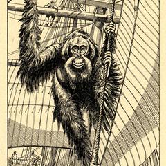 Seaworthy Orangutan Print