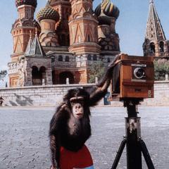 Chimpanzee Photographer Print