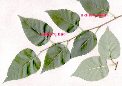 Auxillary buds of paper birch