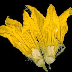 Dissected male flower of Cucumis sativus