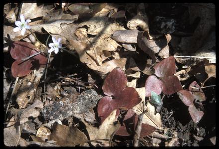Hepatica acutiloba - flowers and leaves
