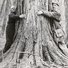 Sugar maple record tree