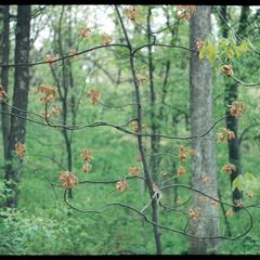 Young hickory in a southern forest