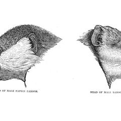 Head of Male Papion Baboon and Head of Male Baboon