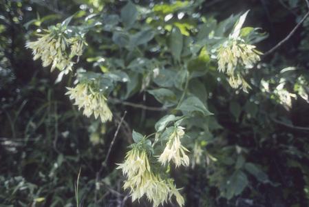 Lisianthus seemanii in flower near Monteverde