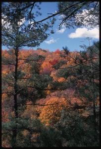 Fall view of Pine Hollow, State Natural Area