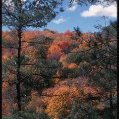 Fall view of Pine Hollow, State Natural Area