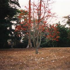 Red trees