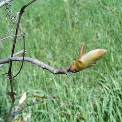 Early growth of shagbark hickory twig