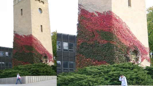 Boston ivy in the fall showing red areas that experience greater light duration due to patterns of shading on campus
