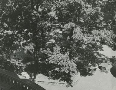 Trees on the Terrace