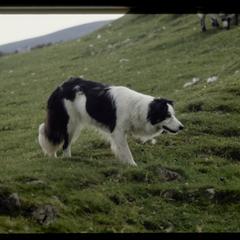 Isle of Skye, sheep dog, no. 1 of 2