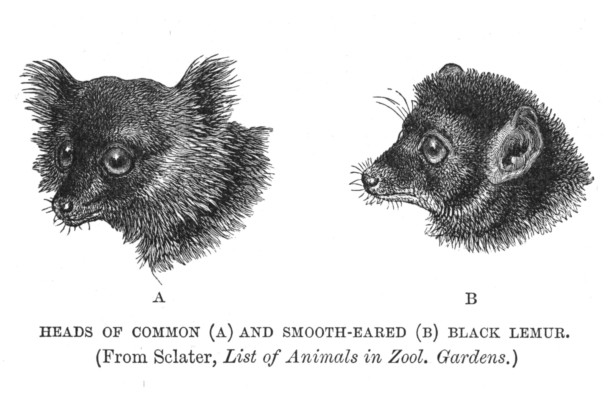 Heads of Common (A) and Smooth-Eared (B) Black Lemur (From Sclater, List of  Animals in Zool. Gardens) - UWDC - UW-Madison Libraries