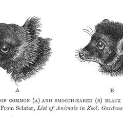Heads of Common (A) and Smooth-Eared (B) Black Lemur (From Sclater, List of Animals in Zool. Gardens)