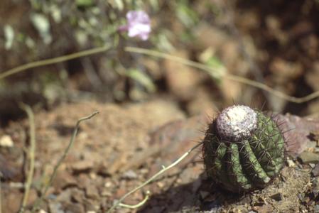 Melocactus in dry, deserty, rocky hills north of Curarigua