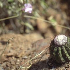 Melocactus in dry, deserty, rocky hills north of Curarigua