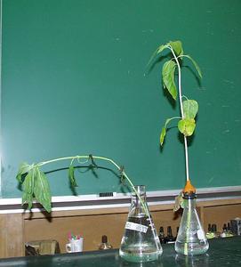 Wilt recovery of sunflower after removal of an air blockage by a suction flask of the plant on the right