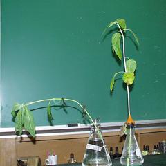Wilt recovery of sunflower after removal of an air blockage by a suction flask of the plant on the right