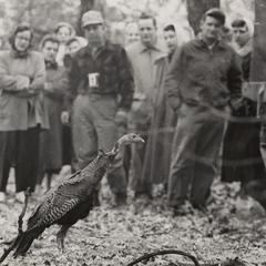 Wild turkey release