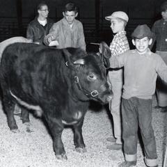 Showing a cow, 1956 Wisconsin Livestock Breeders Association Show
