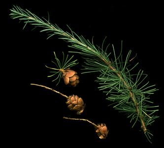 Scanned bough with mature cone and spur shoots of Japanese larch