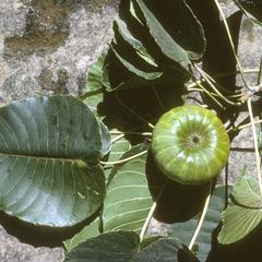 Hura polyandra,a giant tree south of Purificaci´øn