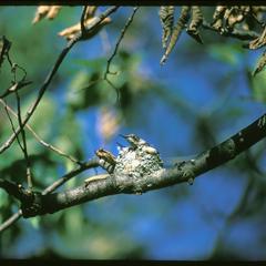Hummingbirds in nest, University of Wisconsin Arboretum