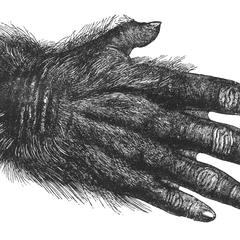 Hand of Arthropoid Ape