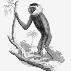 Smaller Gibbon, Simia Lar Minor