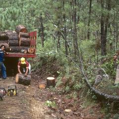 Timber thieves, above Rincón de Manantlán