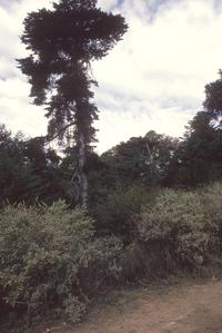 Giant cypress tree and its Phoradendron mimic, Terrero