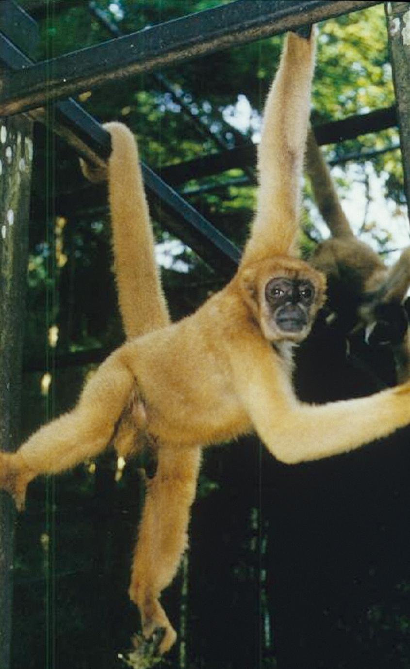 Brachyteles arachnoides arachnoides - UWDC - UW-Madison Libraries