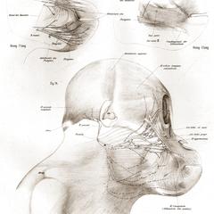 Muscles of the Head