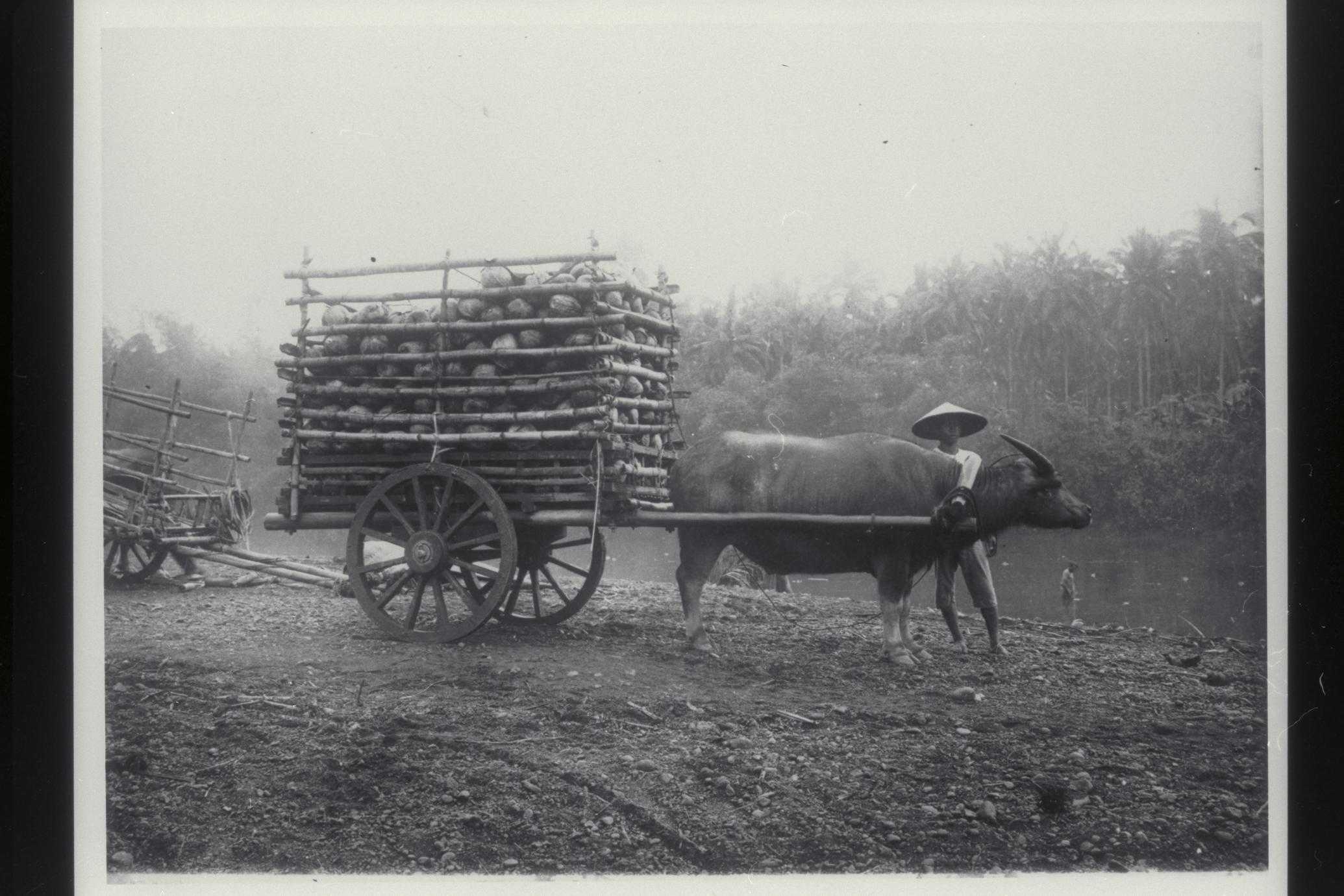 Coconuts to market, Laguna, 1926