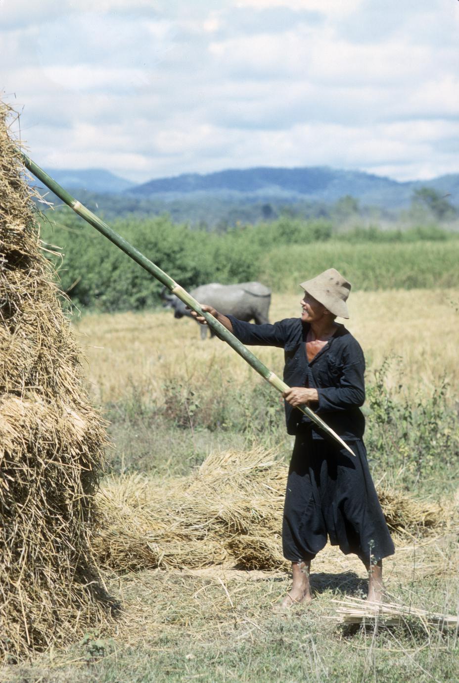 Hmong harvesting rice